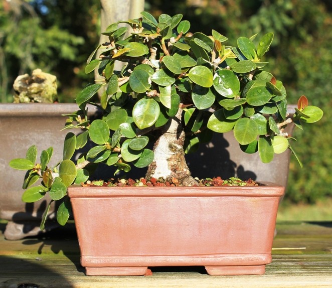 Shohin ficus golden coin Ficus_13