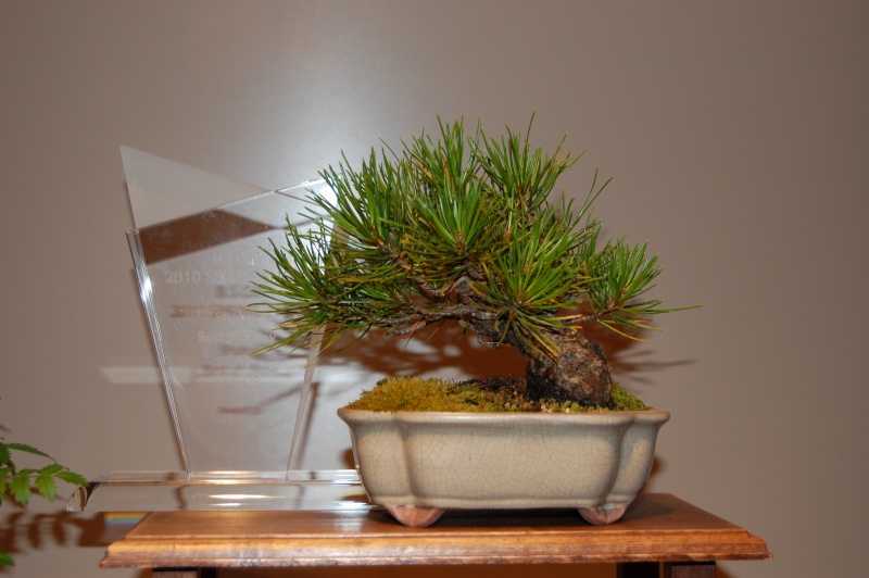 Pinus contorta shohin Spring11