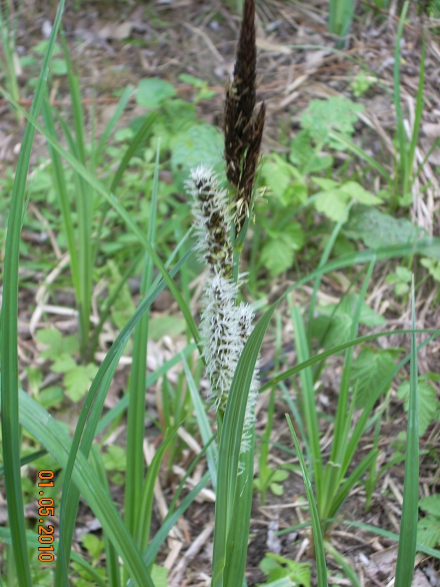 qui peut identifier : Carex, Consoude 06_00510