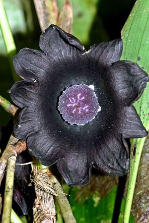Fleurs noires Aspidi10