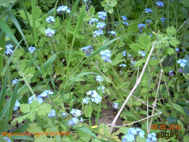 Myosotis sylvatica Fleur_25