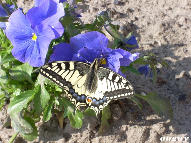 papillon machaon Fleur_30