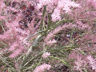 Le printemps a commencé!!!!!!!!!!!! - Page 5 Fleur_48