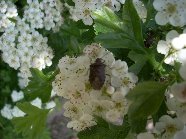 Le printemps a commencé!!!!!!!!!!!! - Page 5 Fleur_49