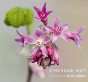 Groseiller a fleurs (Ribes sanguineum) Ribes10
