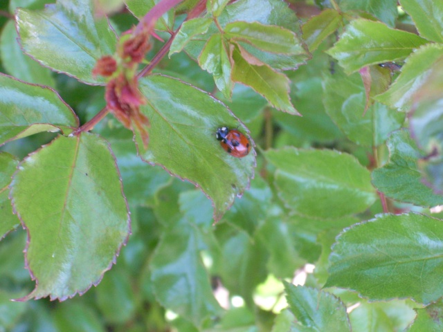 Les petites bestioles de nos jardins! Rose_111