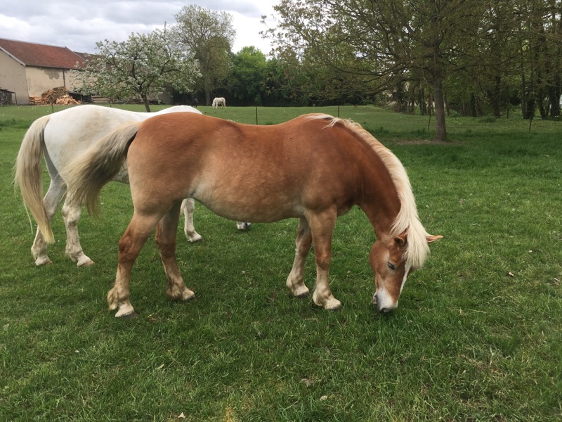 ISA ESPERANCE - poney Haflinger née en 1996 - adoptée en juillet 2017 par sonia et Olivier 18042913