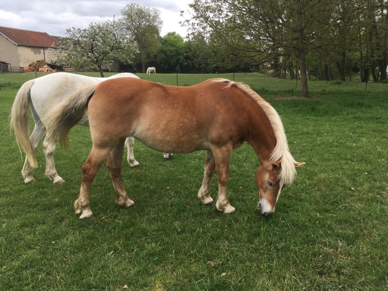 ISA ESPERANCE - Haflinger née en 1996 - adoptée en juillet 2017 par sonia et Olivier 18042913