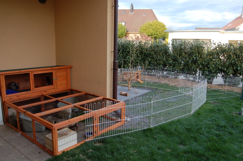 Habitation des lapins : exemples de cages, enclos ... - Page 9 5lap310