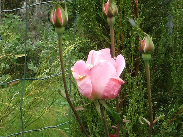 Le jardin, refuge de Marsouine - Page 30 Dscf7612