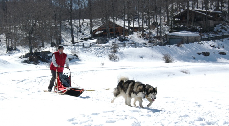 Una tranquilla giornata di sleddog. Robysl11