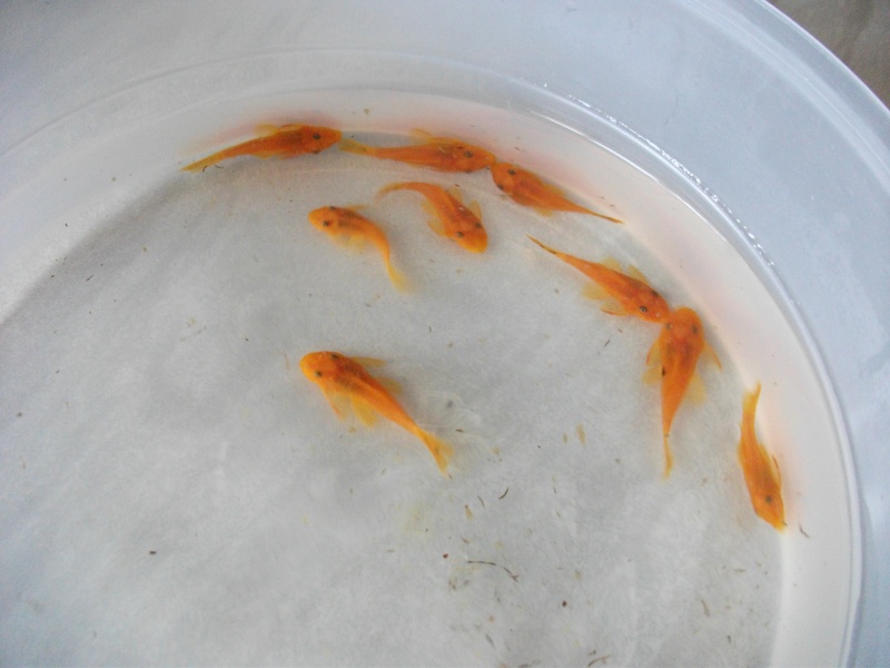 some more SUPER REDS !! Super_10