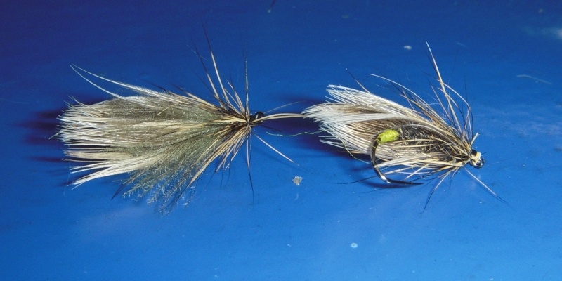 oreille de lièvre !!! Sedge110