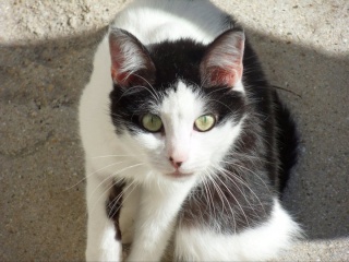 Milka, jeune chatte noire et blanche, née en 2008 ou 2009 21729310