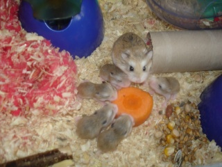 Hamsters (mâles et femelles) à adopter Dsc08710