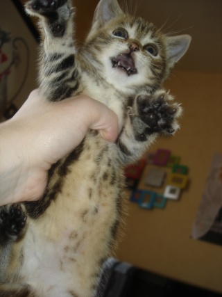Calypso, chatonne tigrée , née le 5 mai 2010 Dsc08823