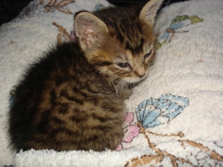 Woody, Wallee, Baloo et Volt, 4 petits chatons d'un mois Dsc09314