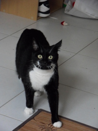 Tweest, jeune chat noir médaille blanche, 2 ans Sdc10213