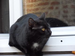 Tweest, jeune chat noir médaille blanche, 2 ans Sdc10318