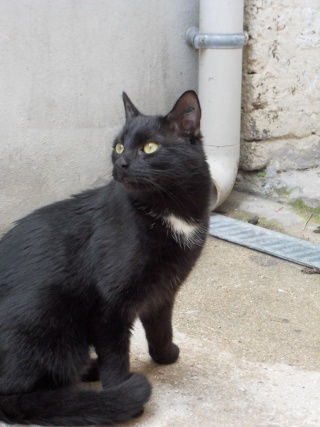Tweest, jeune chat noir médaille blanche, 2 ans Sdc10321