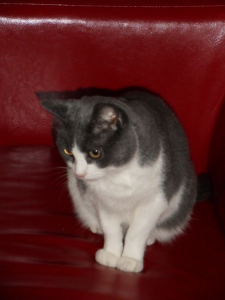 Lola, 5 ans en 2011, grise et blanche Sdc10413