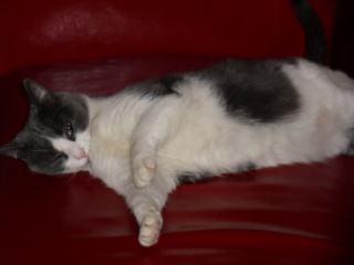 Lola, 5 ans en 2011, grise et blanche Sdc10415