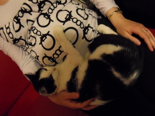 Milka, jeune chatte noire et blanche, née en 2008 ou 2009 Sdc10421