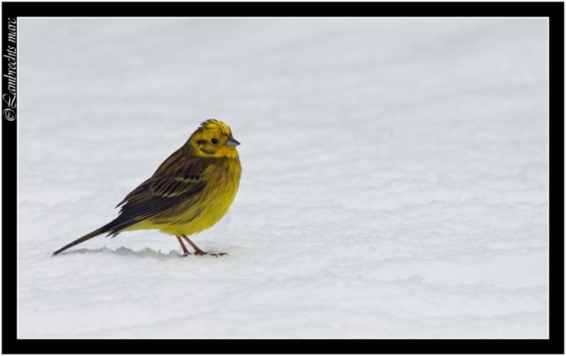 Oiseaux d'hiver 2010-2011 : Vadrouille - Page 3 Bruant12