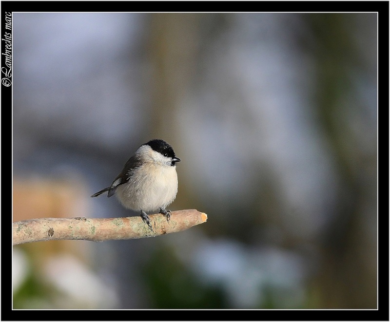 Oiseaux d'hiver 2010-2011 : Vadrouille - Page 2 Nonett11