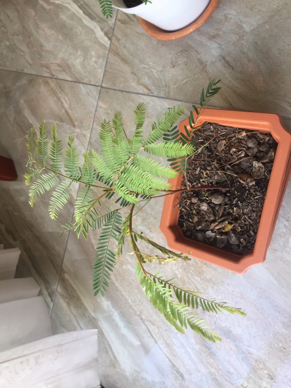 Mi primer bonsai Image10