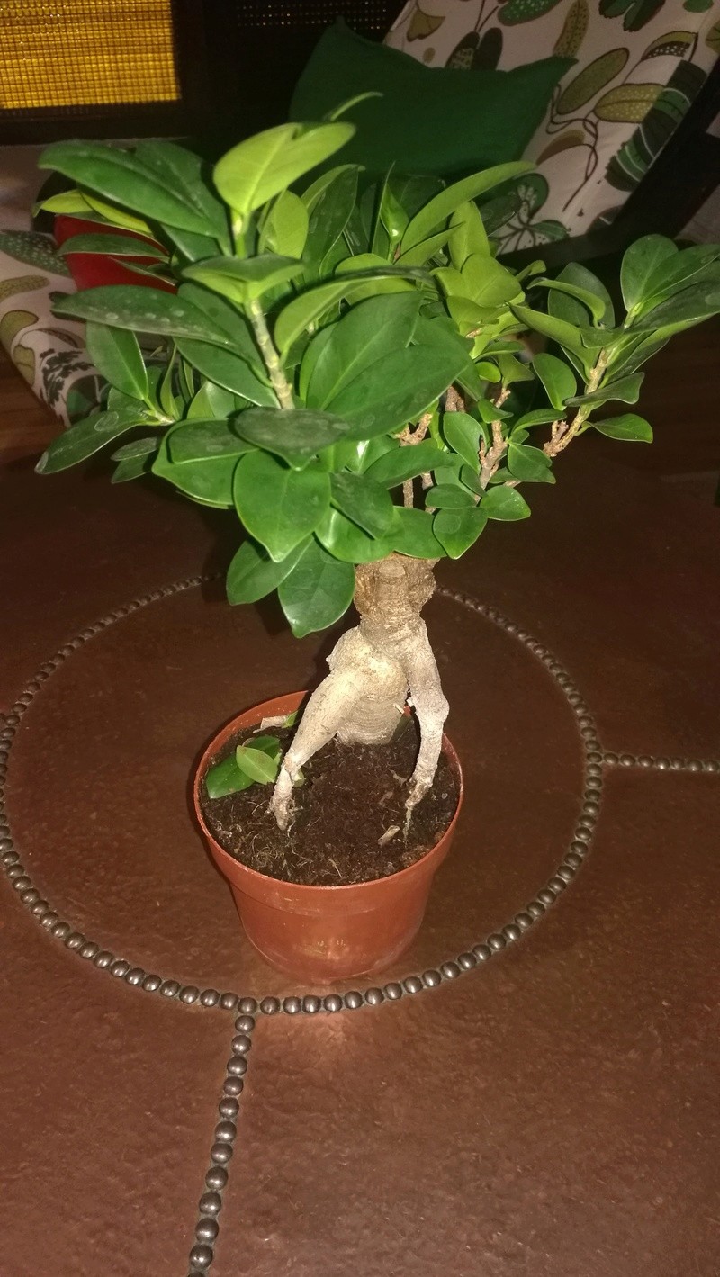 Mi primer bonsai Img_2012