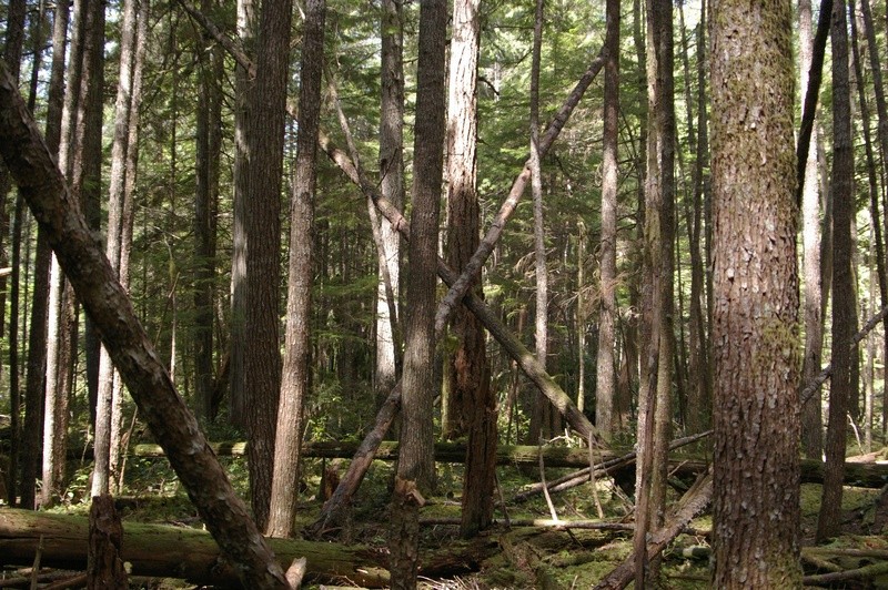 Les structures en bois des Bigfoot Grande10