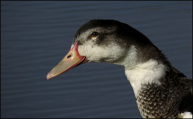 Un canard, oui... mais lequel? W413010