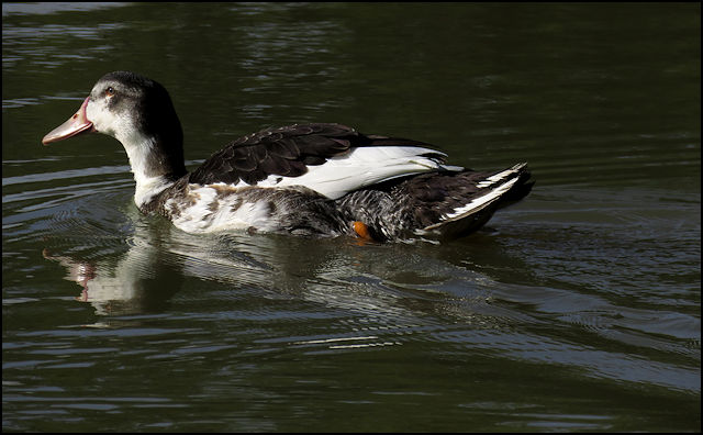 Un canard, oui... mais lequel? W414710