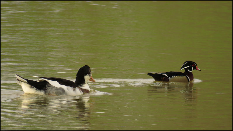 Un canard, oui... mais lequel? W460610