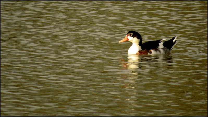 Un canard, oui... mais lequel? W460710