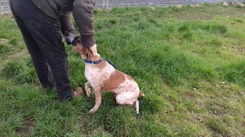 SNOOPY, croisé setter 8 mois - M 20180417