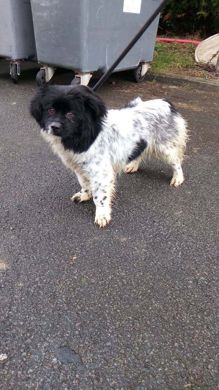 Sauvetage chiens Béthune à venir début avril Pap10