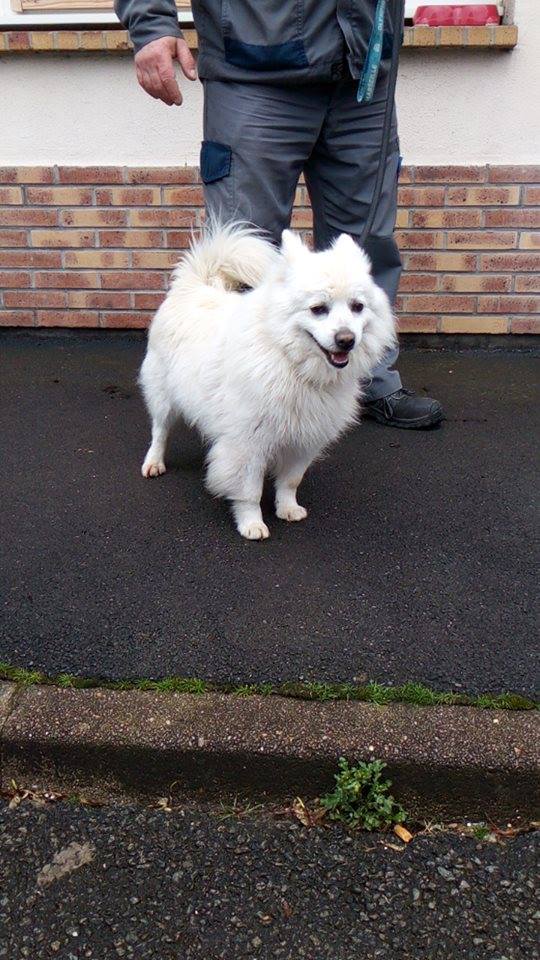 HAPPY, loulou ,11 ans, F Spitz_11