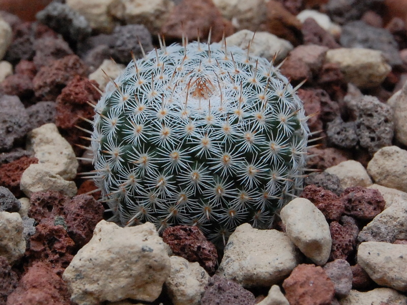 Mammillaria infernillensis -2017114