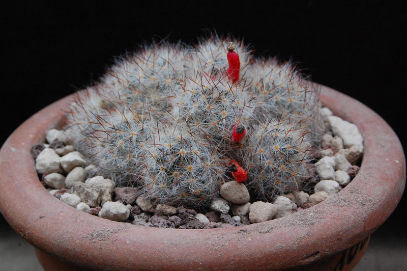 Mammillaria multiceps 10001-10