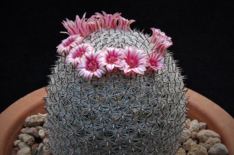 Mammillaria formosa 2459-210