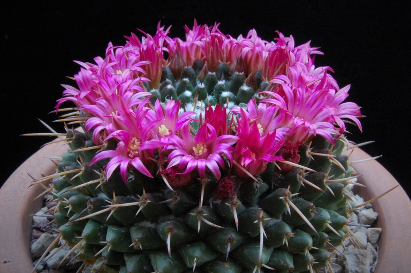 Mammillaria bucareliensis 3146-210