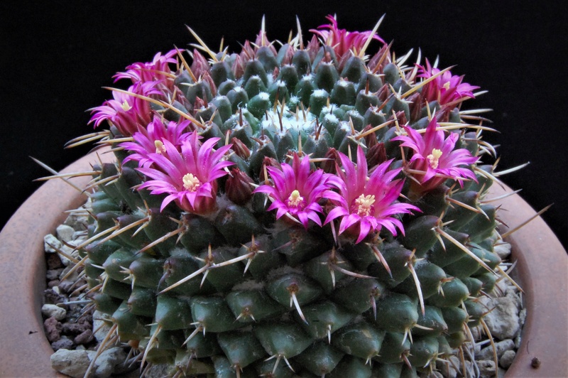 Mammillaria bucareliensis 3146-211