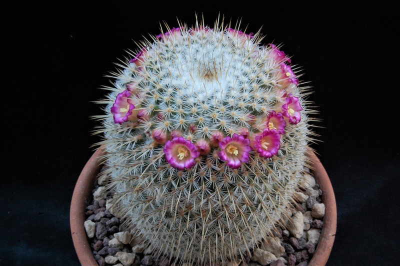 Mammillaria flavicentra 3156-210