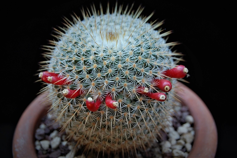 Mammillaria flavicentra 3156-211