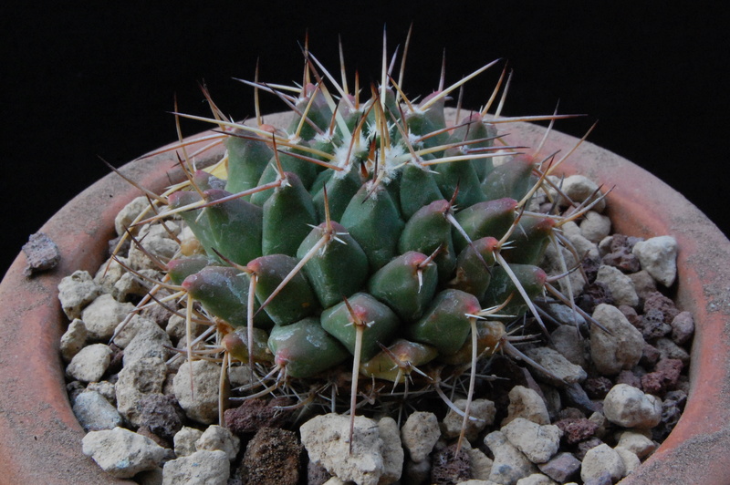 Mammillaria bucareliensis 3230-210