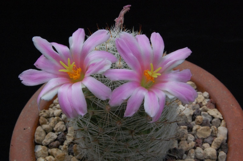 Mammillaria boolii 3286-210