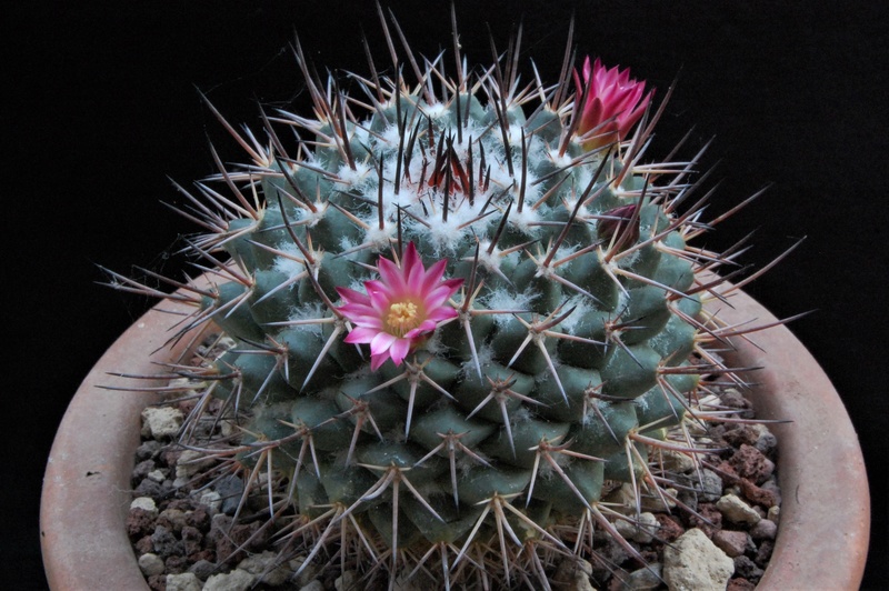 Mammillaria crassa 3422-210