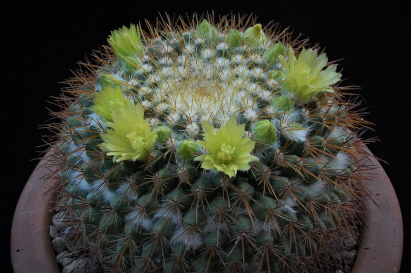 Mammillaria canelensis 5128-213